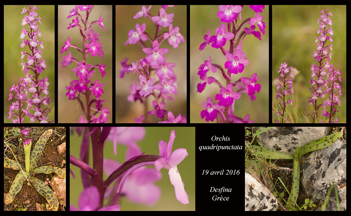 Orchidées de Grèce continentale - Page 2 Orchis-quadripunctata6