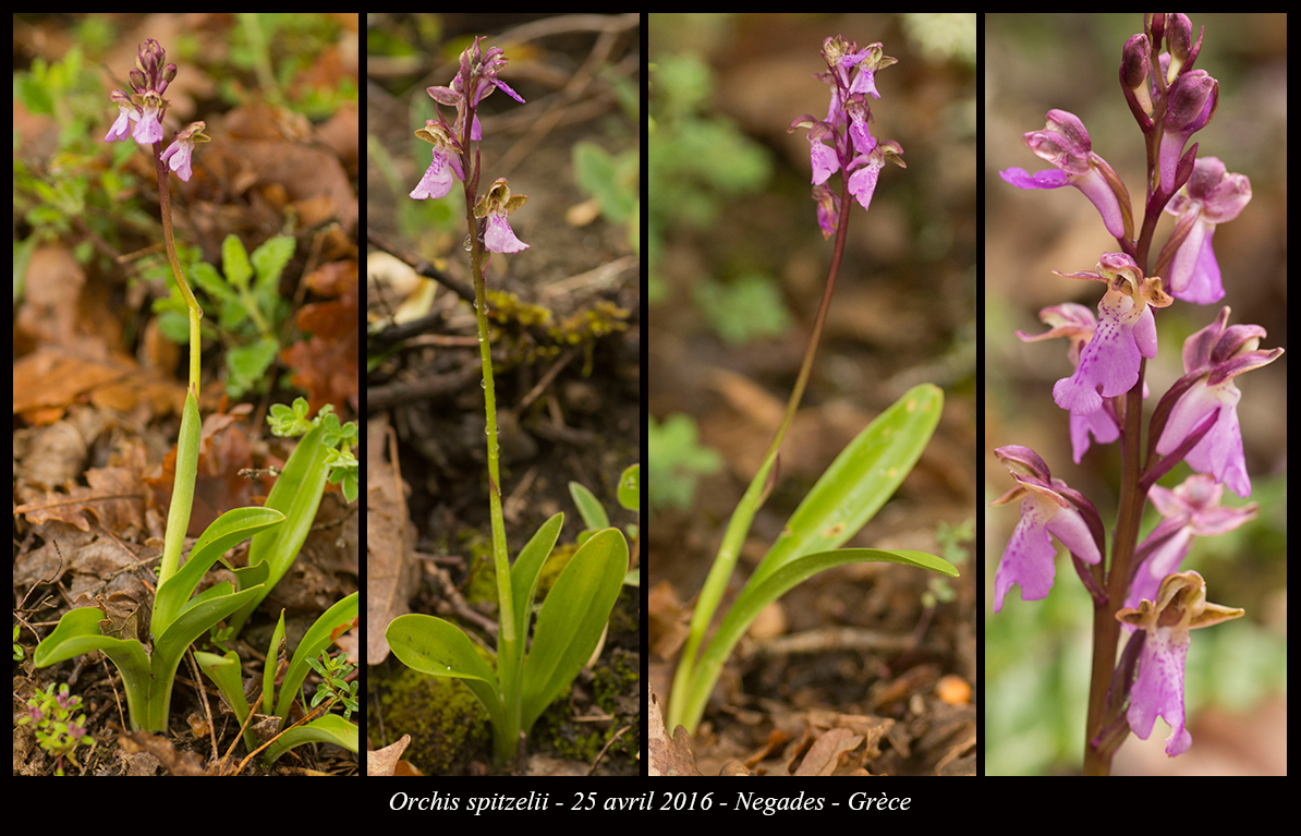 Orchidées de Grèce continentale - Page 2 Orchis-spitzelii