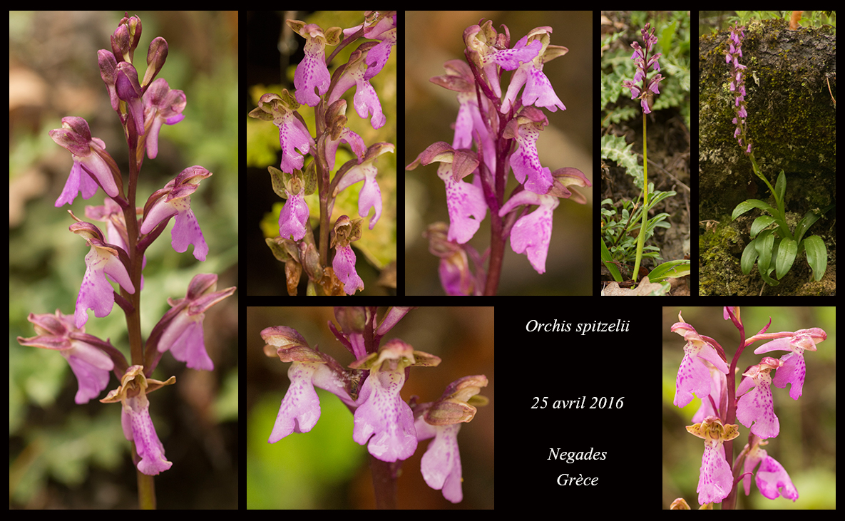 Orchidées de Grèce continentale - Page 2 Orchis-spitzelii2