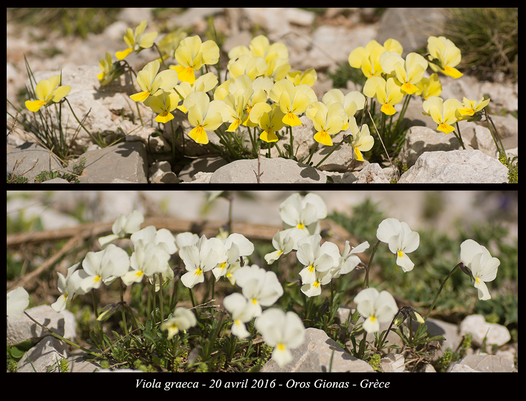 Flore de Grèce. Viola-graeca2