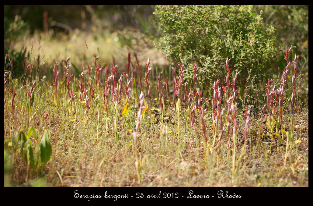 Récapitulatif orchidées de Rhodes Serapias-bergonii8