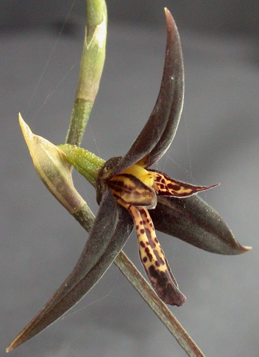 Kraenzlinella anfracta Kraenzlinella-anfracta1