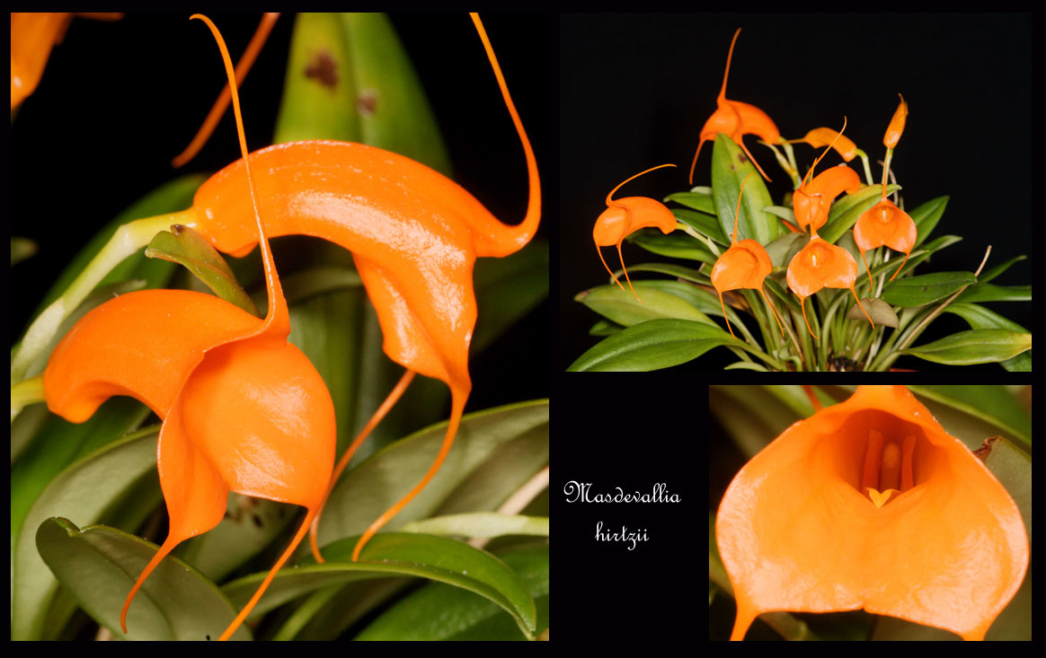 Masdevallia hirtzii Masdevallia-hirtzii3