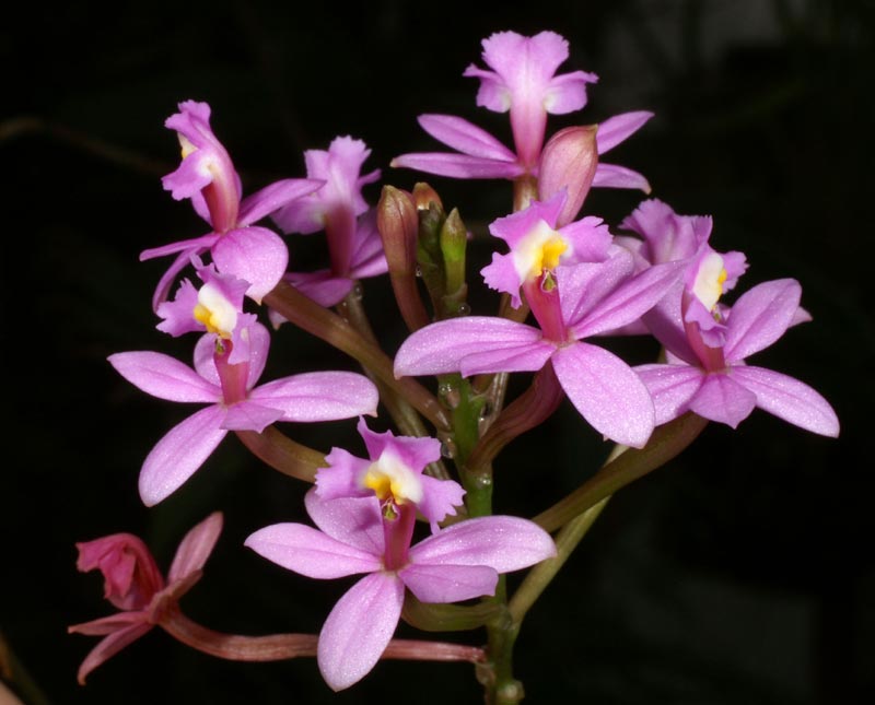 ORHIDEJA  Epidendrum-ellipticum