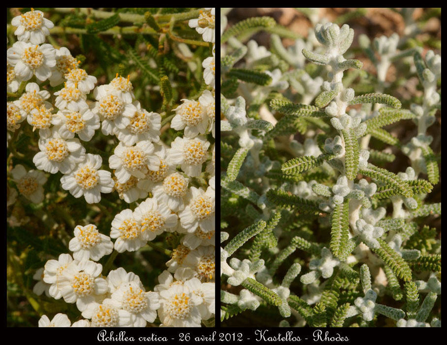 Rhodes fin avril 2012 - Page 2 Achillea-cretica