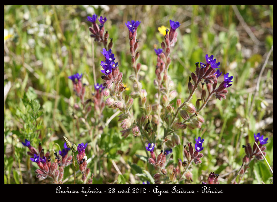 Rhodes fin avril 2012 - Page 2 Anchusa-hybrida