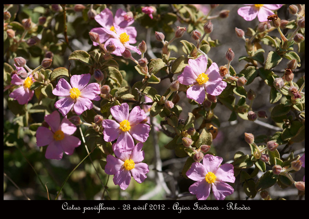 Rhodes fin avril 2012 - Page 2 Cistus-parviflorus2