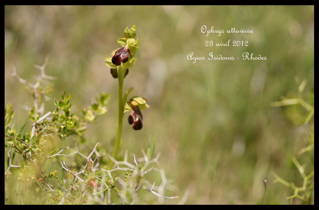 Rhodes fin avril 2012 Ophrys-attaviria