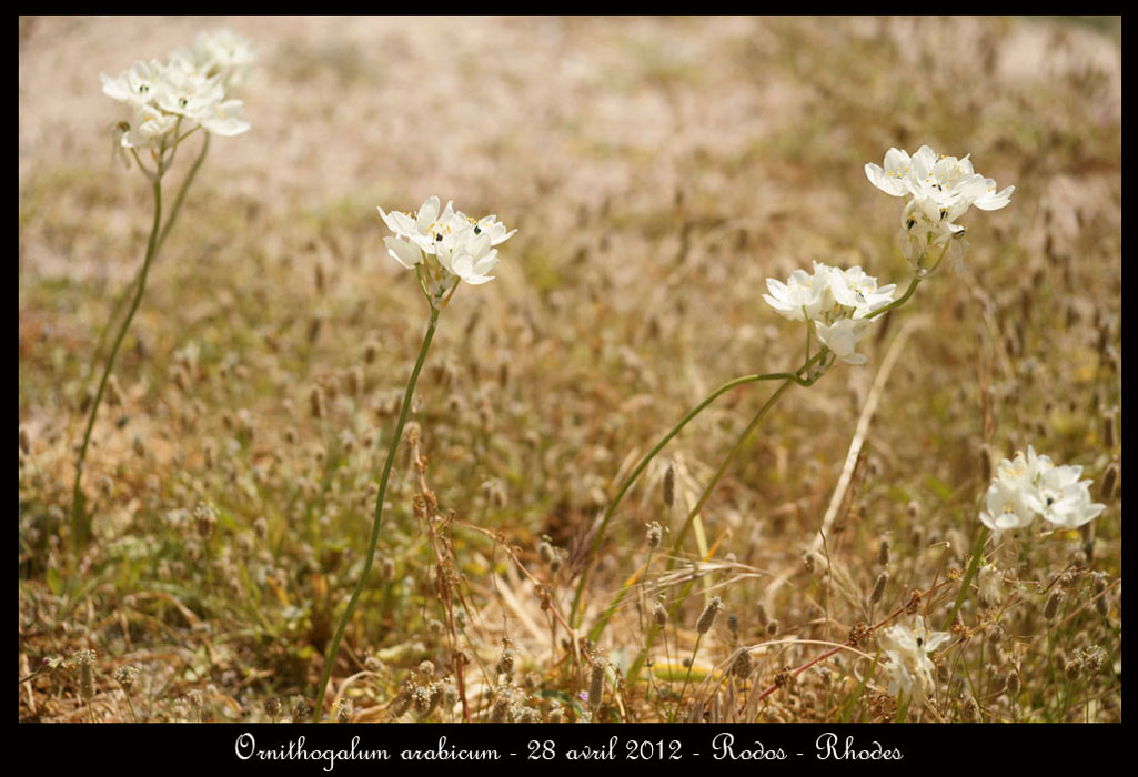 Rhodes fin avril 2012 - Page 2 Ornithogalum-arabicum2