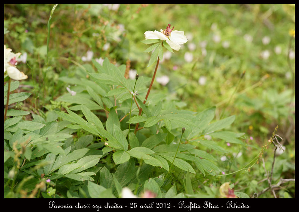 Rhodes fin avril 2012 Paeonia-clusii-ssp-rhodia