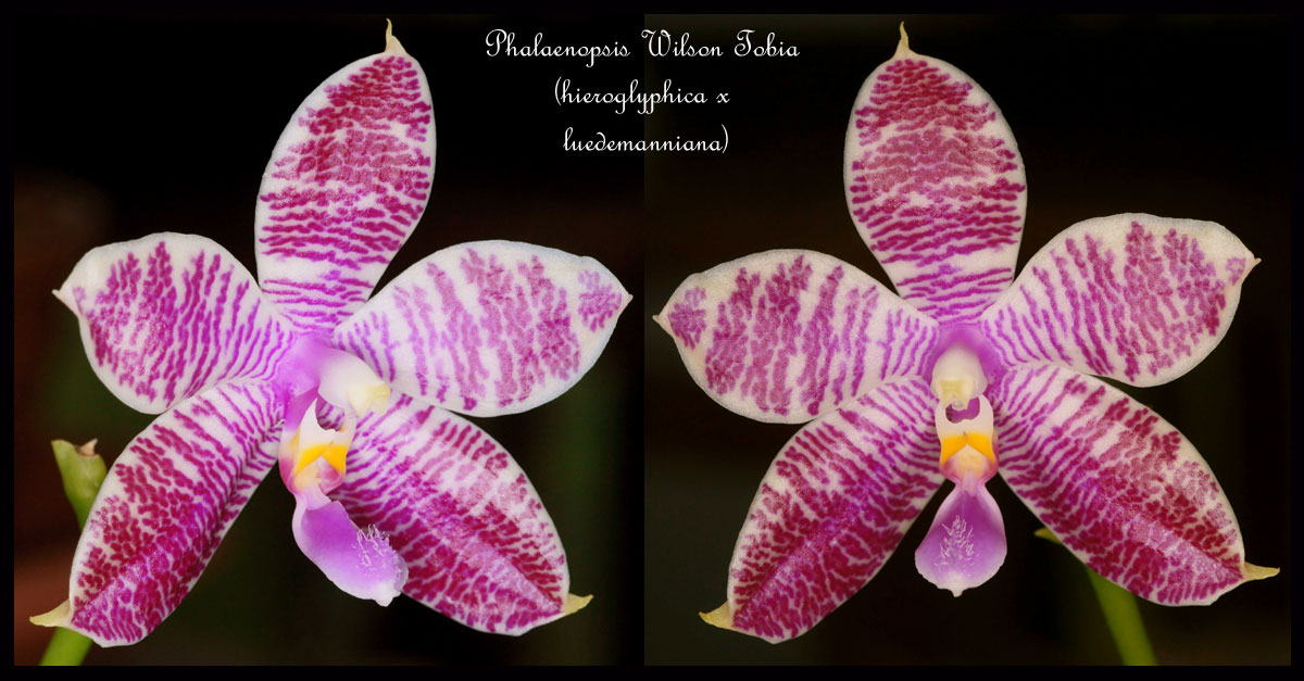 Phalaenopsis Wilson Tobia (hieroglyphica x lueddemanniana) Phalaenopsis-hieroglyphica-x-lueddemanniana