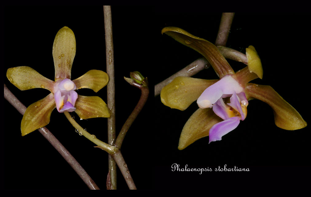 Phalaenopsis stobartiana Phalaenopsis-stobartiana