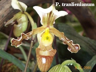 LAN VÀ THƠ ĐVTC Paphiopedilum_tranlienianum