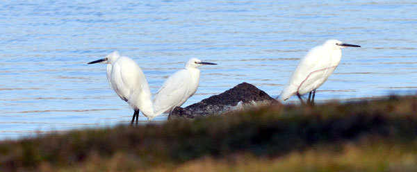 Un oiseau de mer Jpg__a4-aigrette-garzetteFZ1500