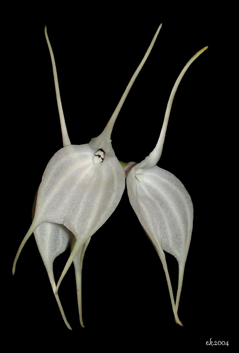 Masdevallia tovarensis Msdtowa