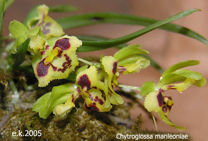 Miniatur- Orchideen - Seite 2 Chytroglossa