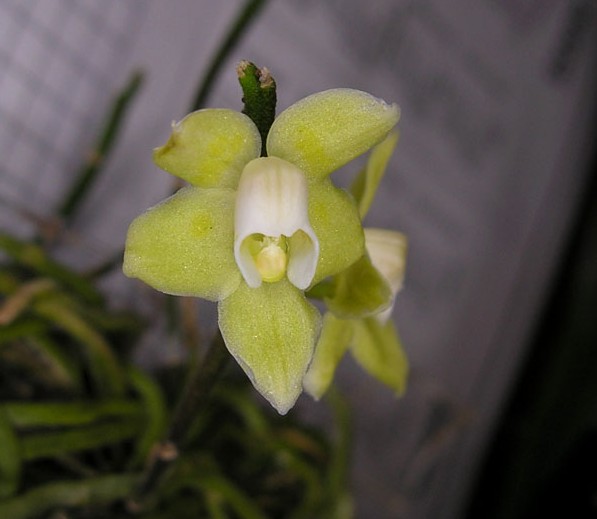 miniatur - Miniatur- Orchideen - Seite 2 Chilo_neu2