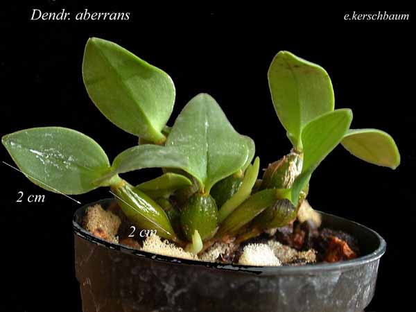 Miniatur- Orchideen - Seite 14 Dendrobiumaberrans