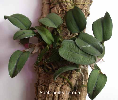 Sophronitis coccinea Sophrocernua