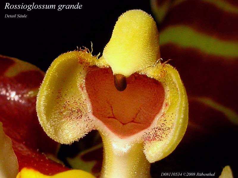 Rossioglossum grande Gs