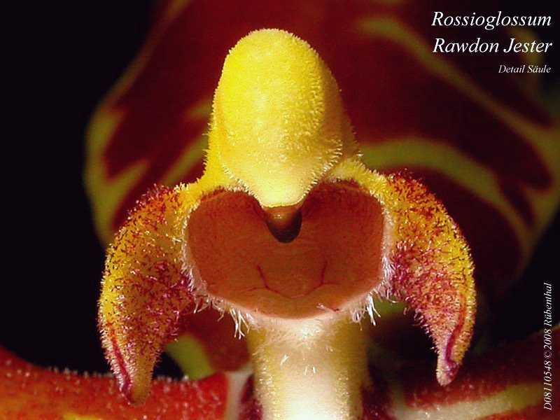 Rossioglossum grande Js