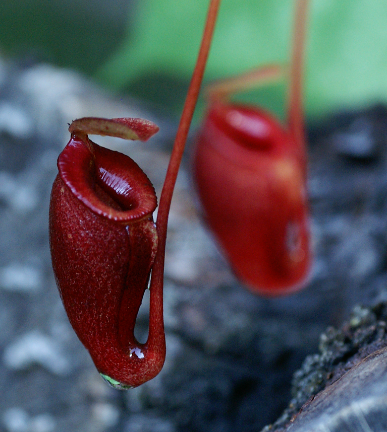 mes plantes carnivores nepenthes highland Gallery_963_1576_29196