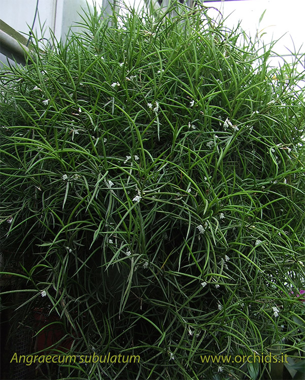 Angraecum subulatum Angraecum_subulatum_pianta