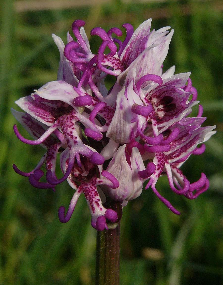 زهرة Monkey Orchid Orchis%20simia%2063%20%28Kent%29