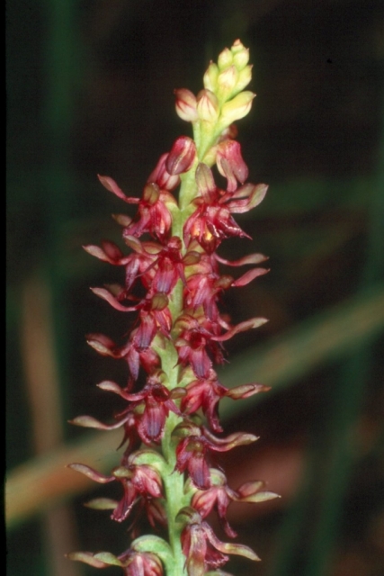 Checklist des orchidées terrestres d'Australie - Page 2 SpiranthesSpecies_0.preview