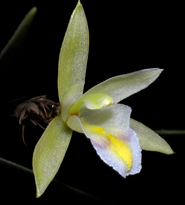 TÌNH YÊU LAN 2 - Page 40 Bromheadtruncata