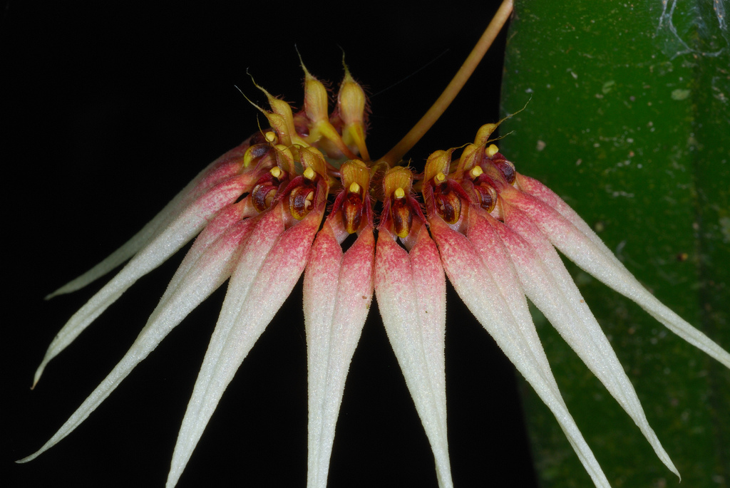 Checklist bulbophyllum of Thailand..........1 Bulboacuminatum