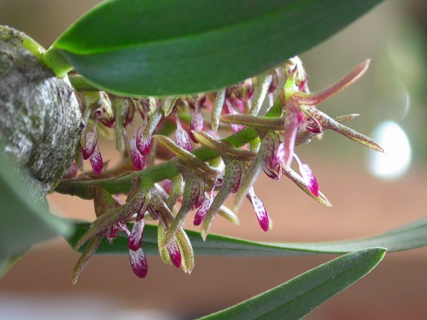 TÌNH YÊU LAN 3 Bulbolongipetalum