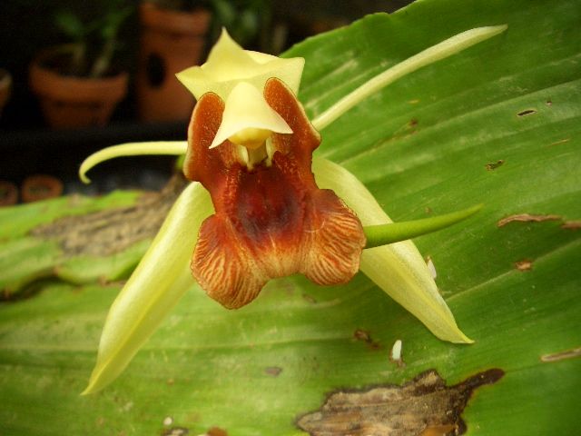 TÌNH YÊU LAN 4 - Page 83 Coelogycelebensis