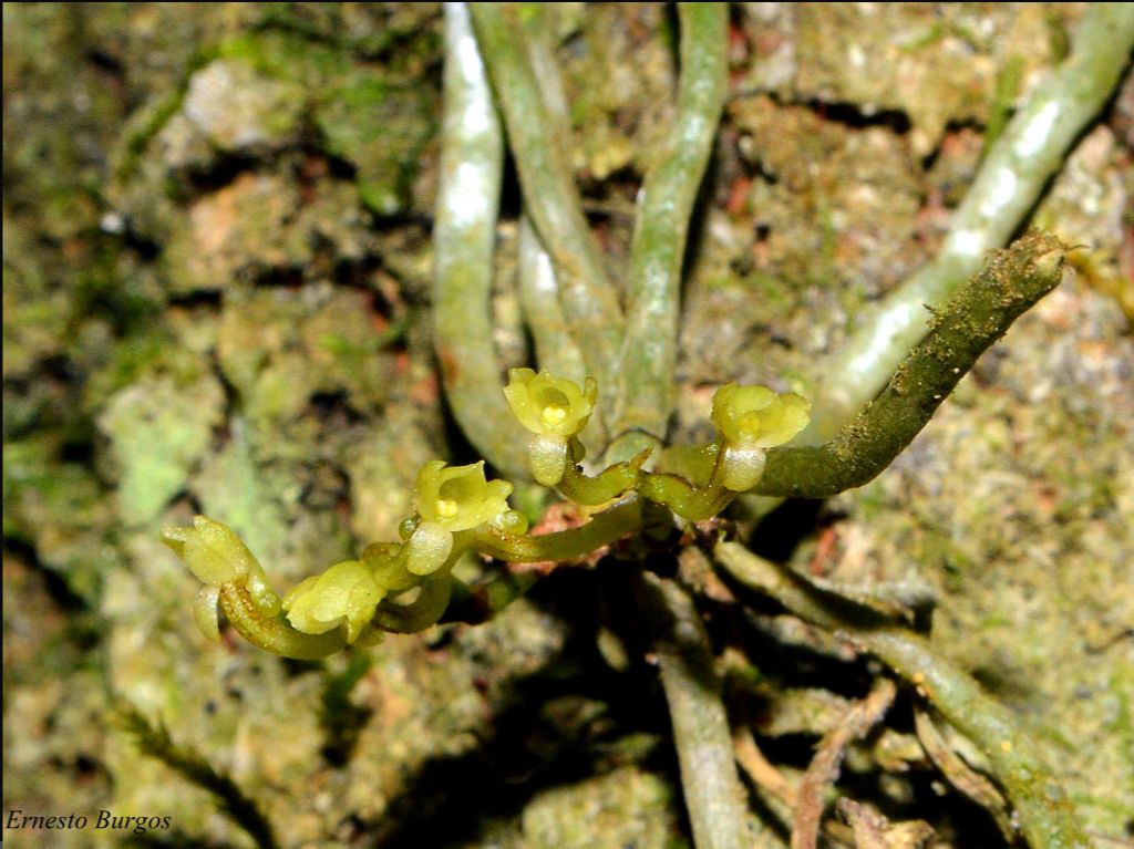 Lan Đào Viên 5 - Page 83 Dendrophfiliformis