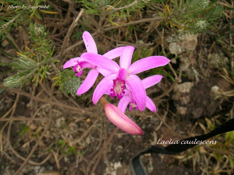 Cattleya (Laelia) caulescens Lalcaulescens