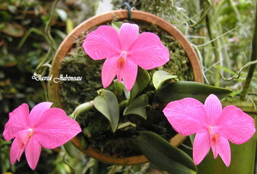 Le genre Cattleya Sophroniwittigiana