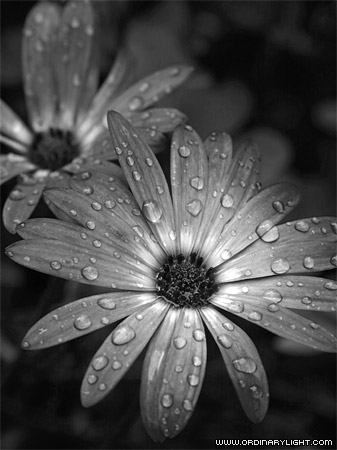 Une photo-Une pensee - Page 4 Rain-flower