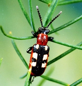 Bộ sưu tập Côn trùng - Page 21 Asparagus-beetle