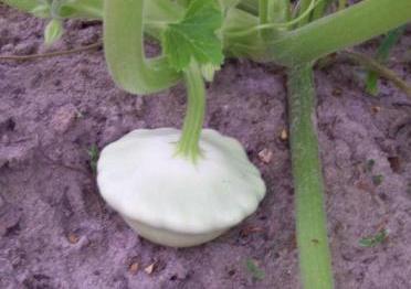 Unique/exotic/interesting plants for my 9pyear-old son to grow? White-patty-pan-squash