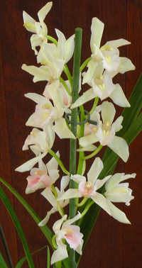 ❀ Orhideje............. - Page 2 Cymbidium