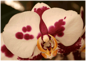 ❀ Orhideje............. - Page 2 Phalaenopsis_dalmatiner_clo