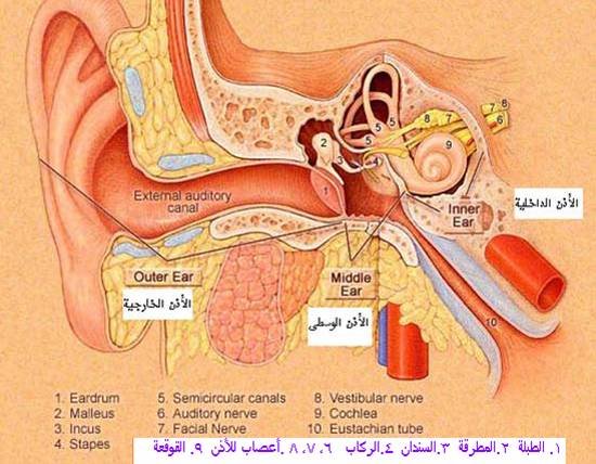 السمع والأبصار والأفئدة دراسة قرآنية طبية Ear999