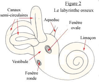 oreille rappel anatomique et physiologique Oreille-interne