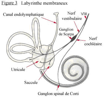 oreille rappel anatomique et physiologique Oreille-interne2