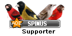 Identification Tarin des Aulnes en Mutation Birdboard-supporter-spinus