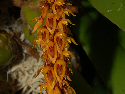  HOA GIEO TỨ TUYỆT - Page 72 Bulbophyllum-careyanum