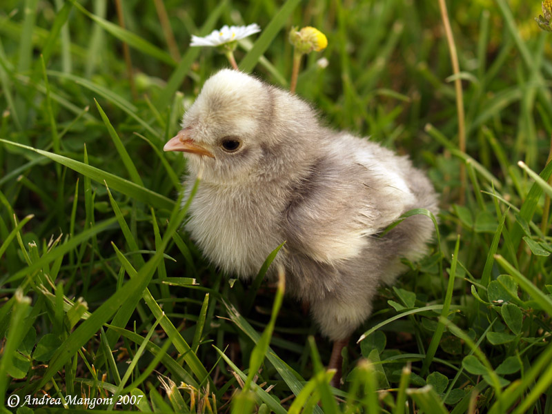 Ah,dimenticavo la primavera mi ha portato qualche piccolo re Gallinapolverara12