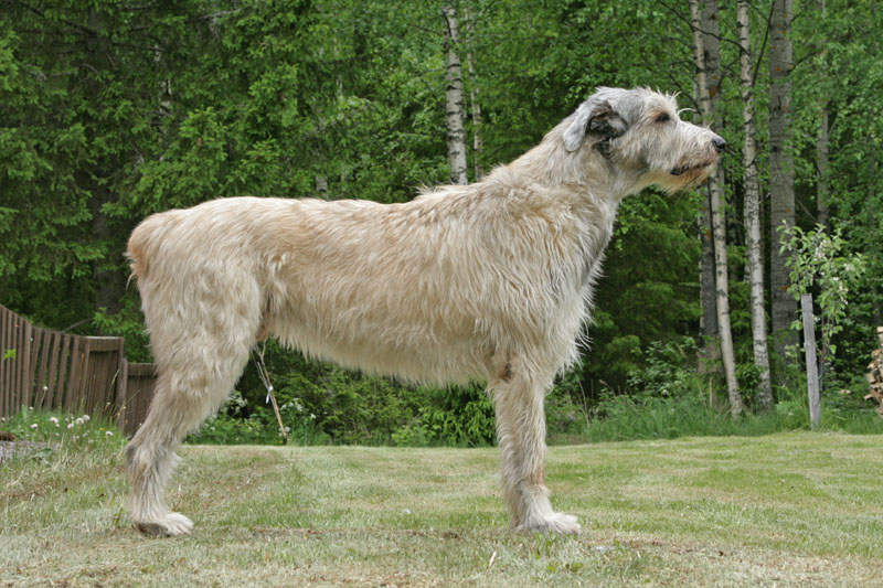 Irski volčji hrt (Irish Wolfhound) - Page 2 Kuva_hemmo