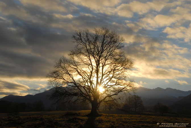 Le nouvel an de arbres - Tou Bishevat Photo-chene-buziet-011