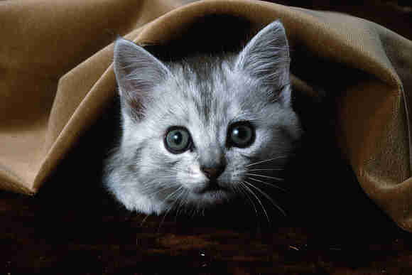Fotografije malih i velikih mačaka CAT1
